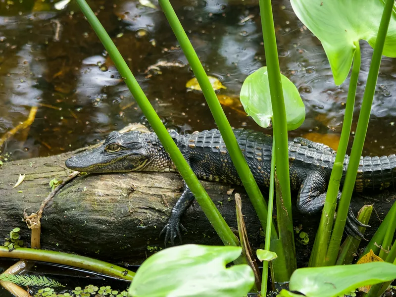 Alligator au repos sur une bûche